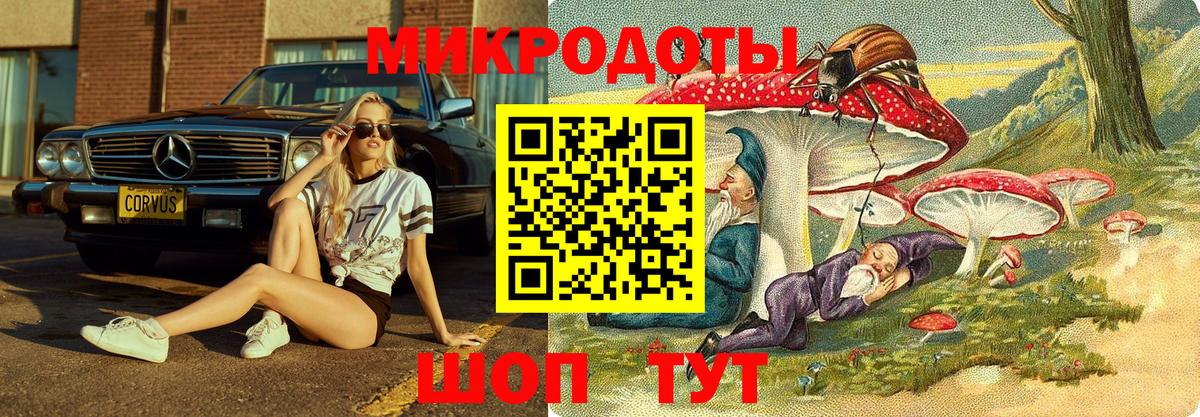 Псилоцибиновые грибы Psilocybe Алексеевка